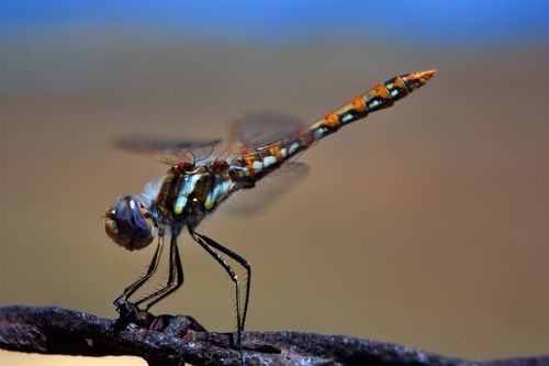 Variegated Meadowhawk