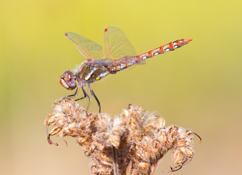 Variegated Meadowhawk