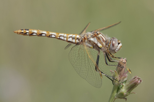 Variegated Meadowhawk
