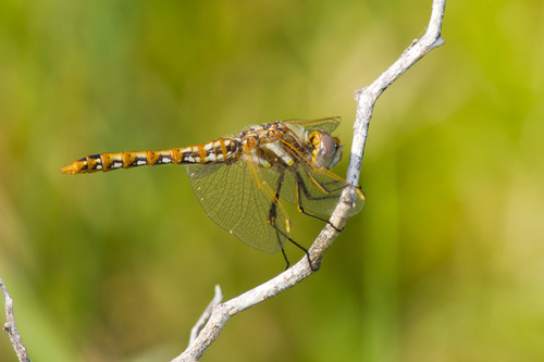 Variegated Meadowhawk