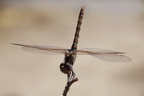 Variegated Meadowhawk
