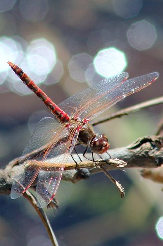 Variegated Meadowhawk