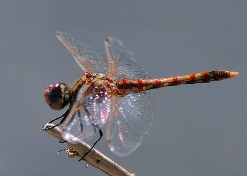 Variegated Meadowhawk