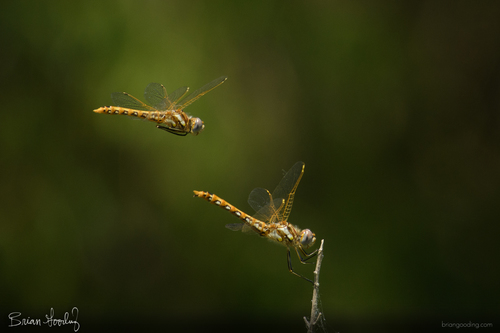 Variegated Meadowhawk