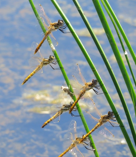 Variegated Meadowhawk