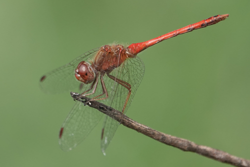 Autumn Meadowhawk