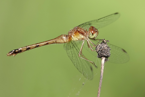Autumn Meadowhawk