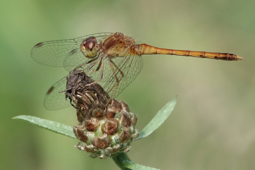 Autumn Meadowhawk