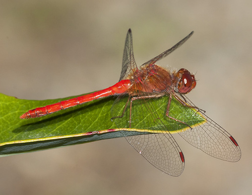 Autumn Meadowhawk