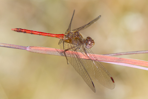 Autumn Meadowhawk