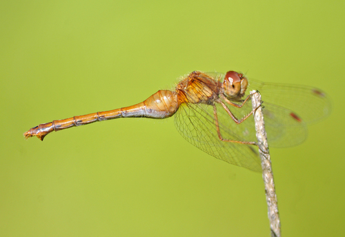 Autumn Meadowhawk