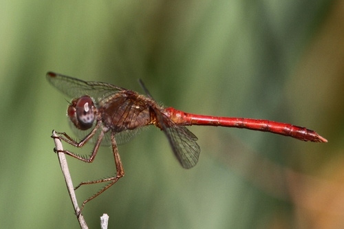 Autumn Meadowhawk