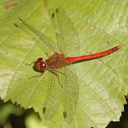 Autumn Meadowhawk