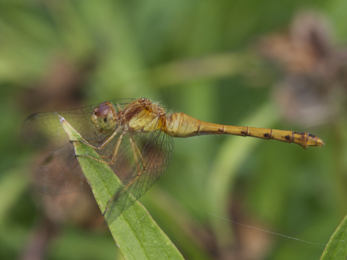 Autumn Meadowhawk