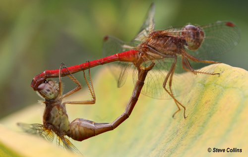 Autumn Meadowhawk