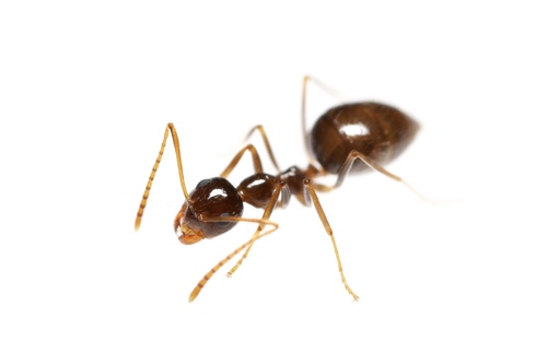 American Winter Ant