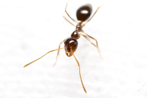 American Winter Ant