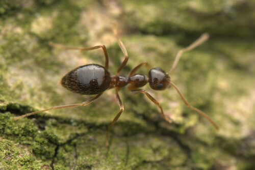 American Winter Ant