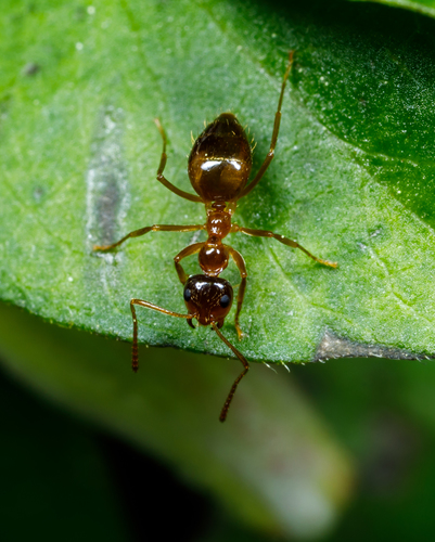 American Winter Ant