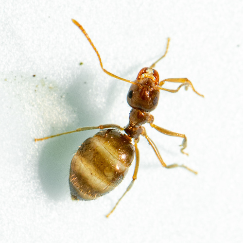 American Winter Ant