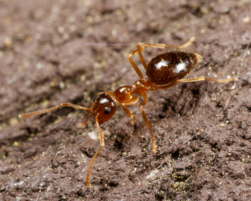 American Winter Ant