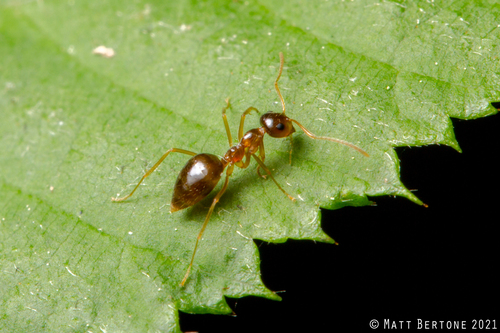 American Winter Ant