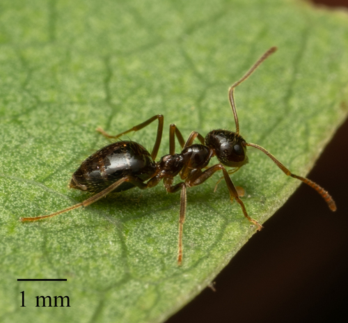 American Winter Ant