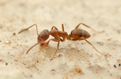 Argentine Ant