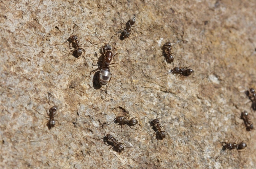 Argentine Ant