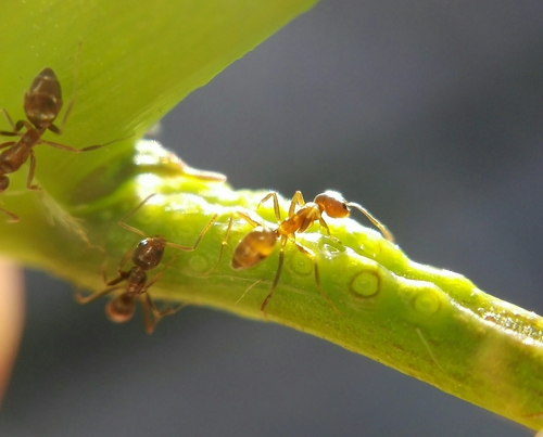 Argentine Ant