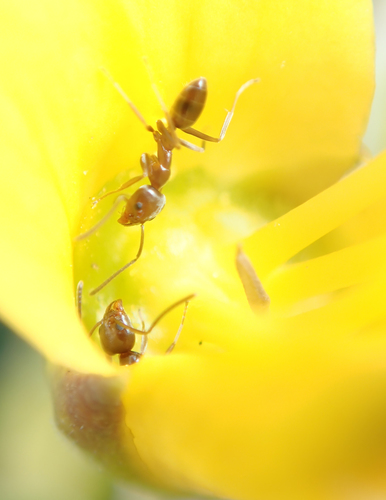 Argentine Ant