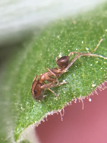 Argentine Ant