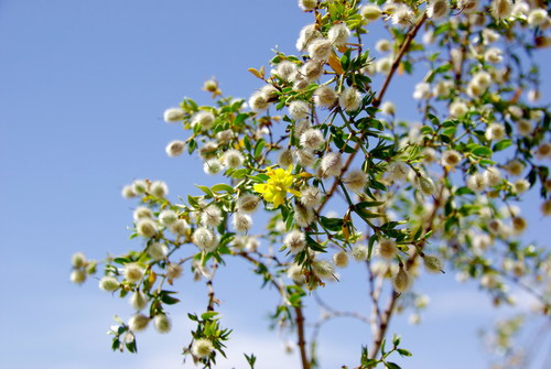 Creosote Bush