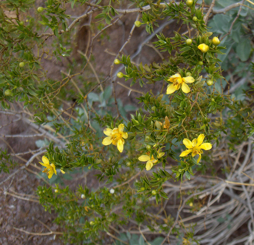 Creosote Bush