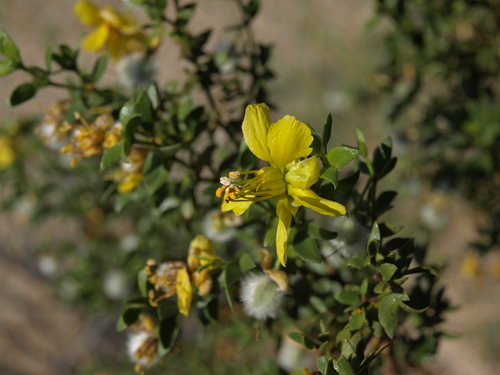 Creosote Bush