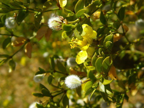 Creosote Bush