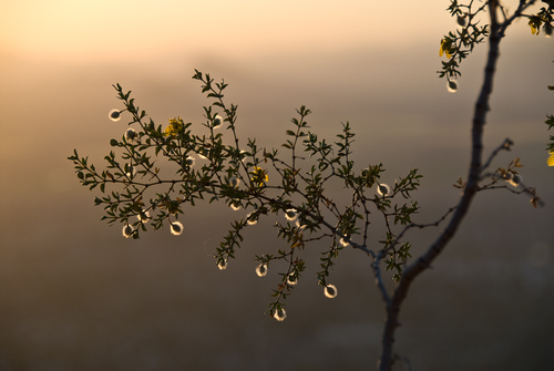 Creosote Bush
