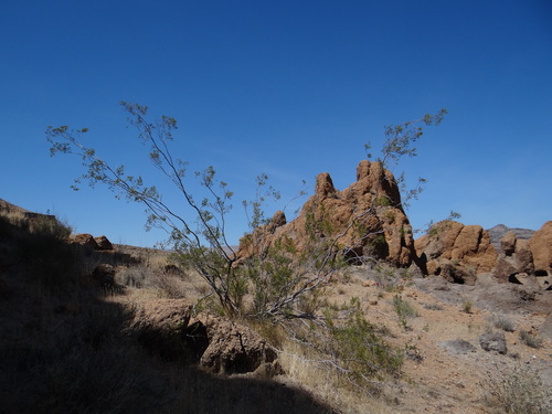 Creosote Bush
