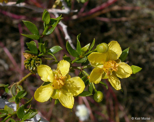 Creosote Bush