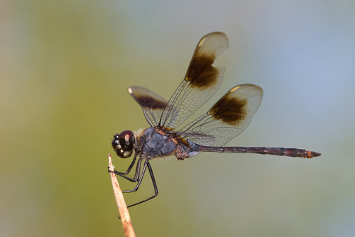 Four-spotted Pennant