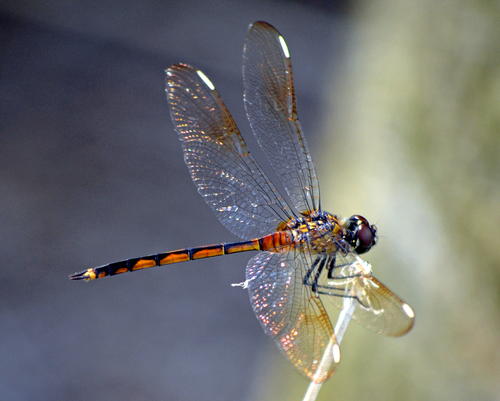 Four-spotted Pennant