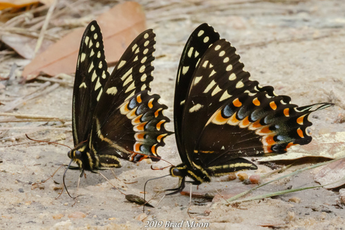 Palamedes Swallowtail