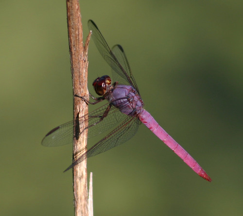 Roseate Skimmer