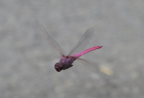Roseate Skimmer