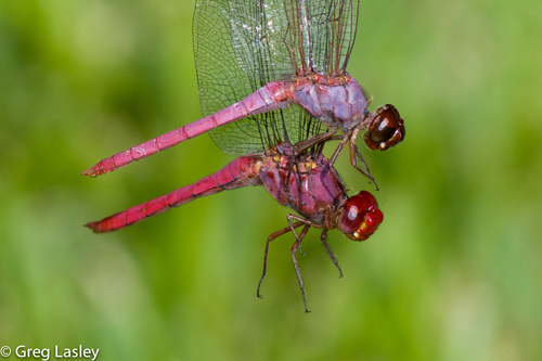 Roseate Skimmer