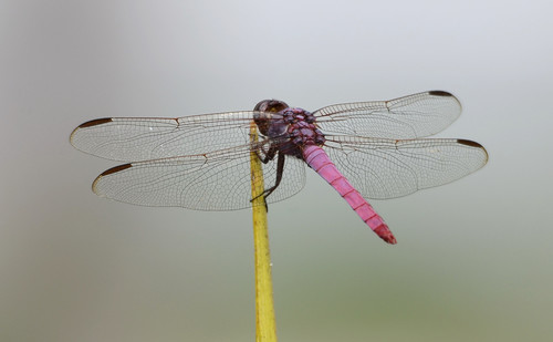 Roseate Skimmer