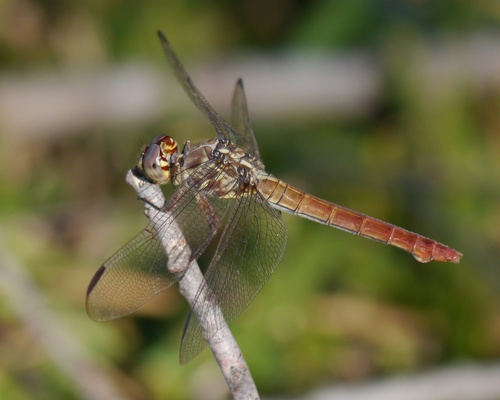 Roseate Skimmer