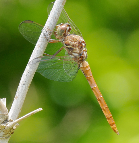 Roseate Skimmer