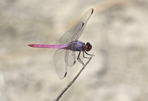 Roseate Skimmer