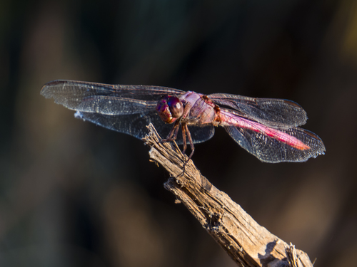 Roseate Skimmer